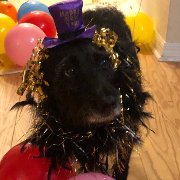 Meet your Posher, Lisa - Picture 1 of 1